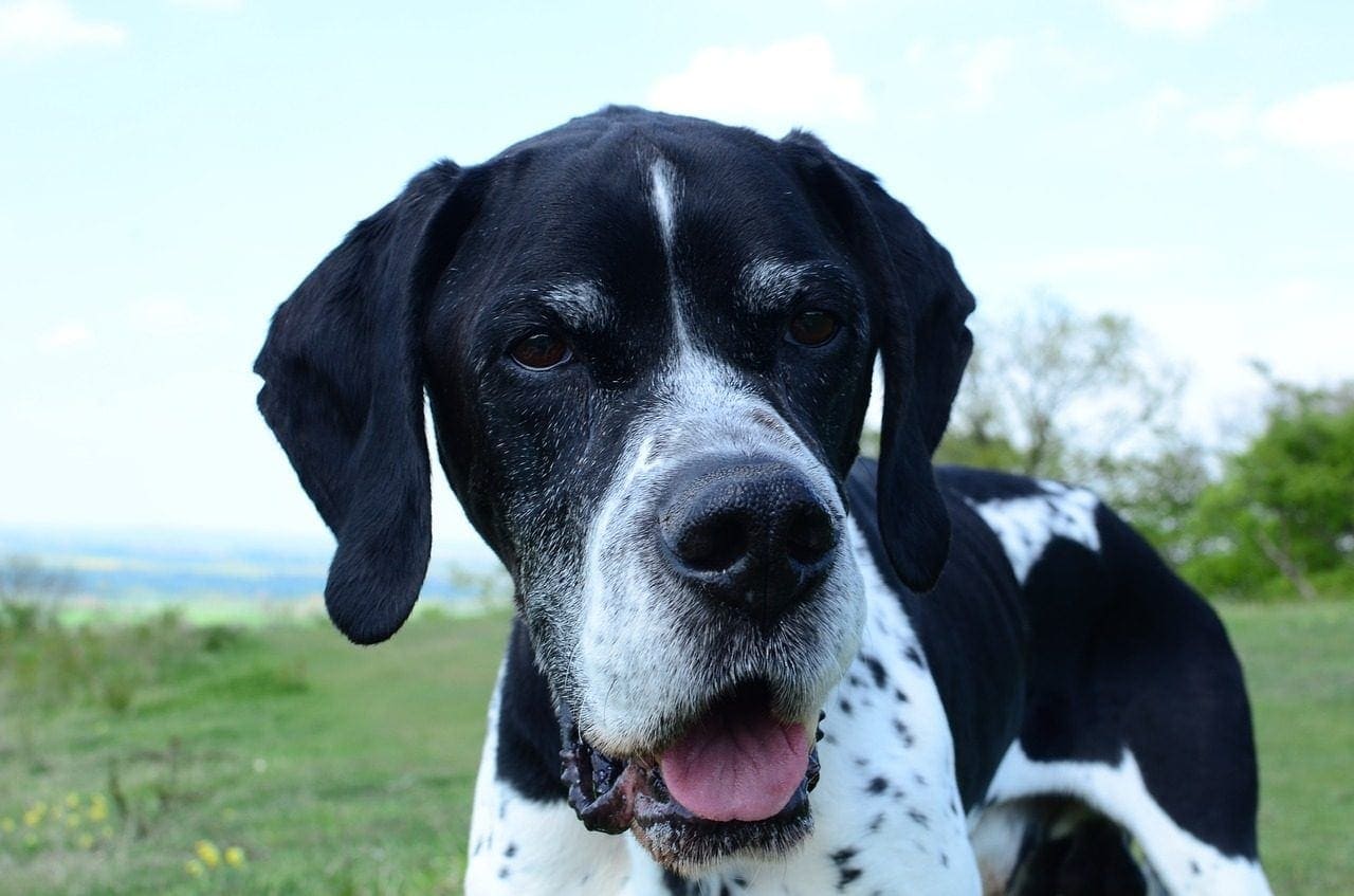 english pointer