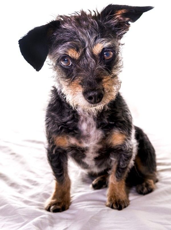 dorkie puppy