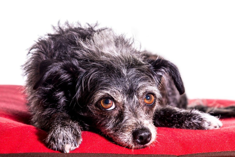 Wire haired dachshund yorkie mix sale