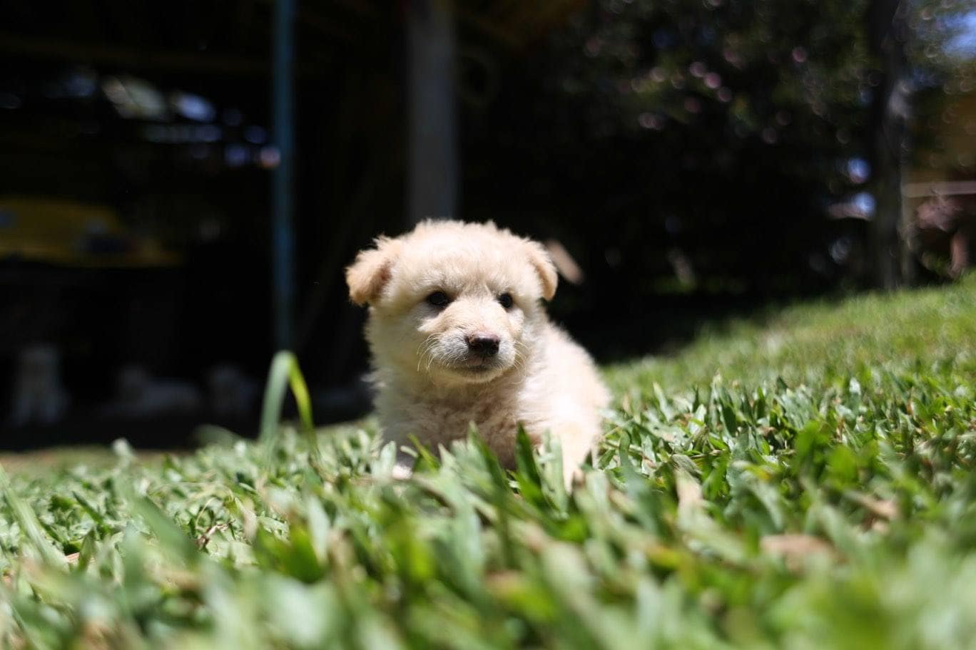 doxie chon puppy in grass