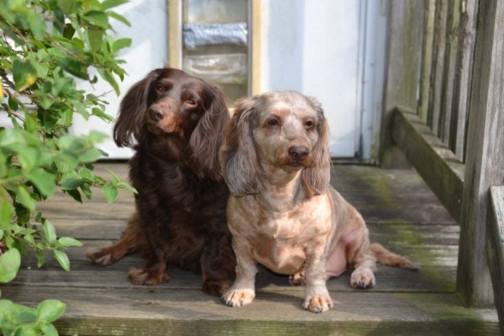 doxie spaniel