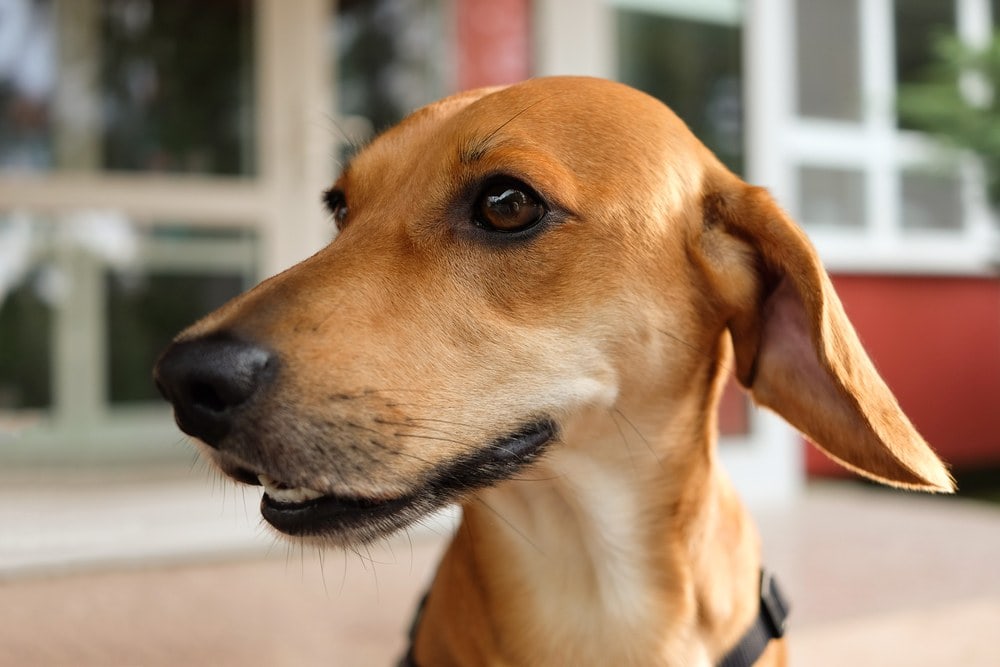 doxle beagle dachshund mixed dog