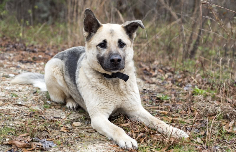 chow chow shepherd