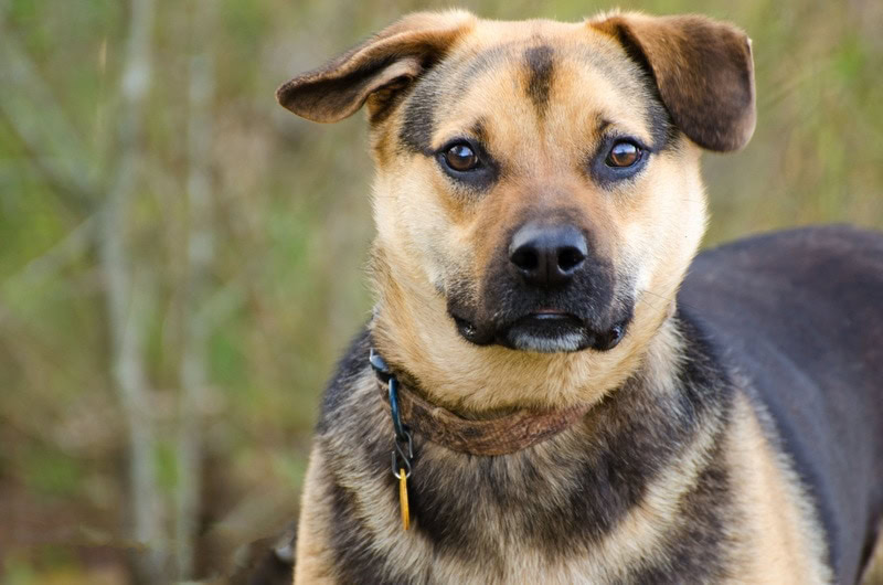 chow shepherd