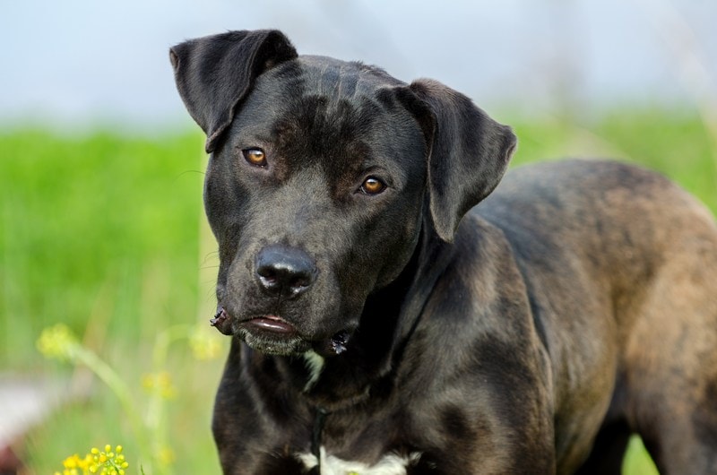 American Bullador (American Bulldog & Labrador Info, Pictures, Characteristics & Facts | Hepper