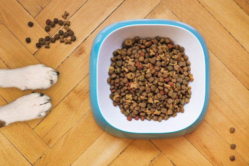 dry dog food