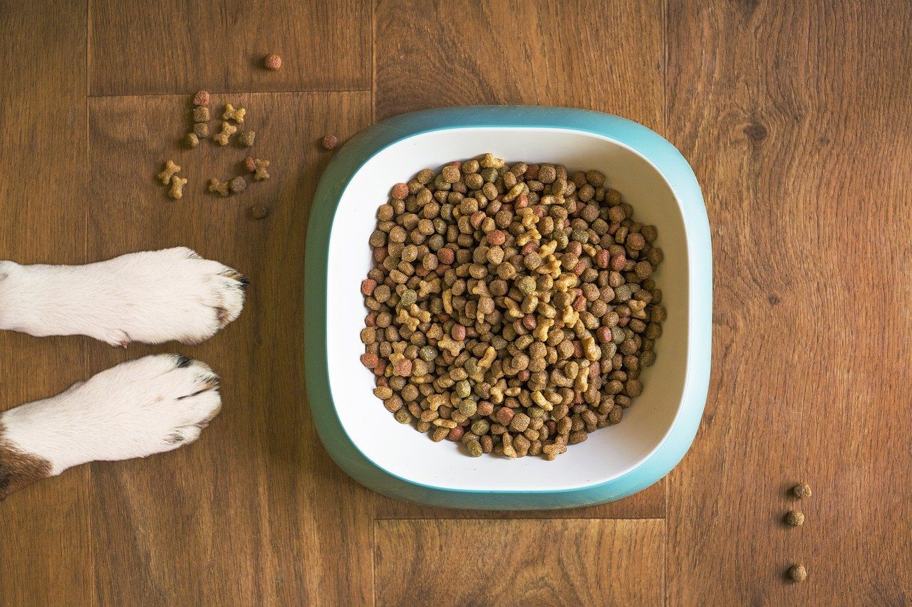 dry kibbles on dog food bowl