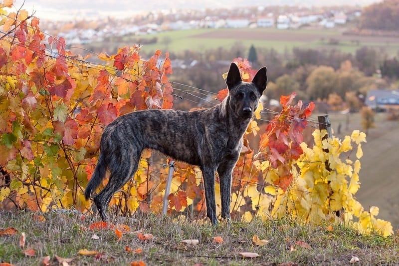dutch shepherd autumn