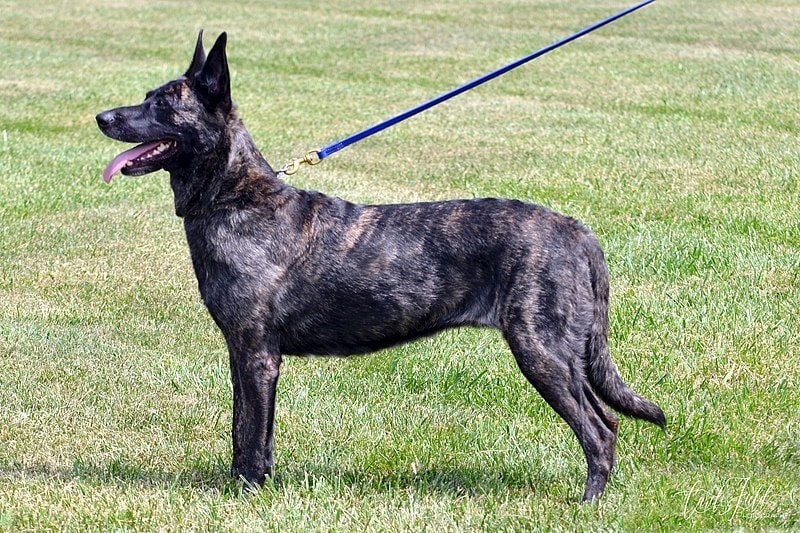dutch shepherd outdoor