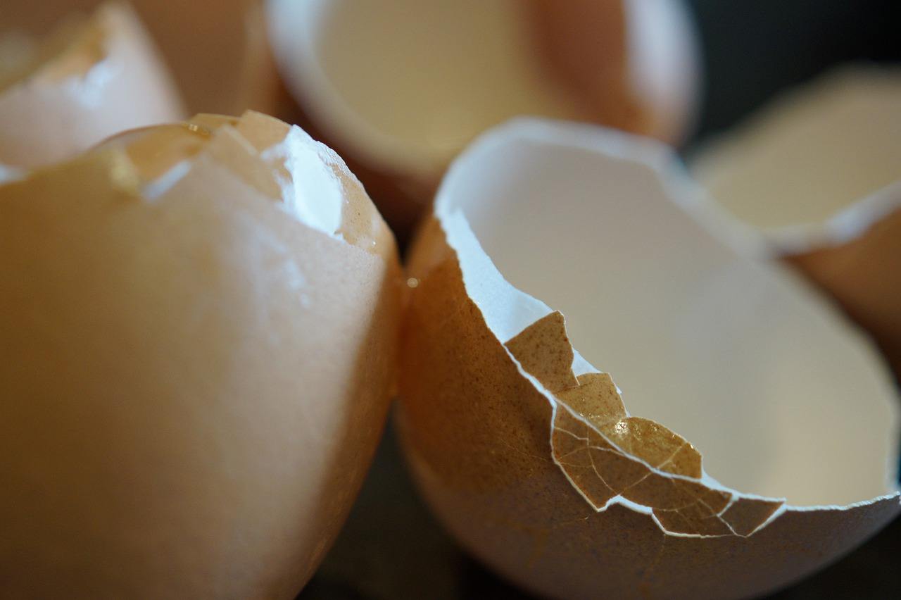 Is eggshells good for dogs