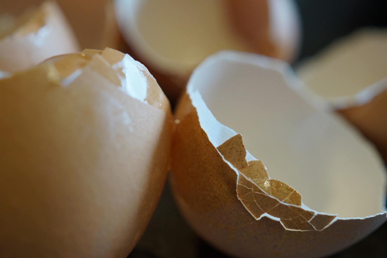 why are egg shells good for dogs