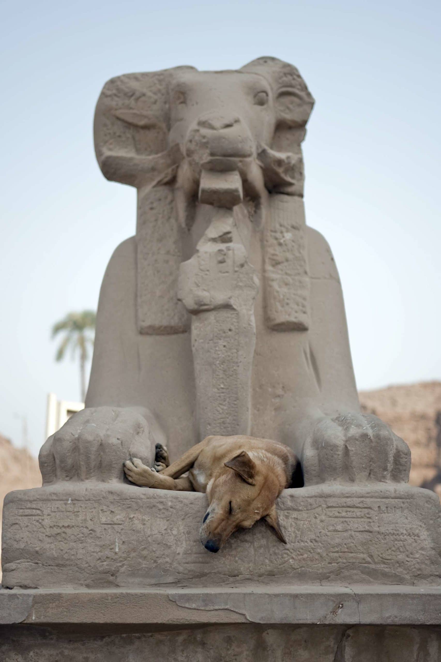 What Were Dogs Called In Ancient Egypt