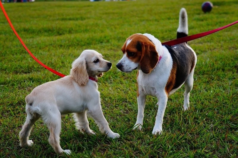 dog walk at the park