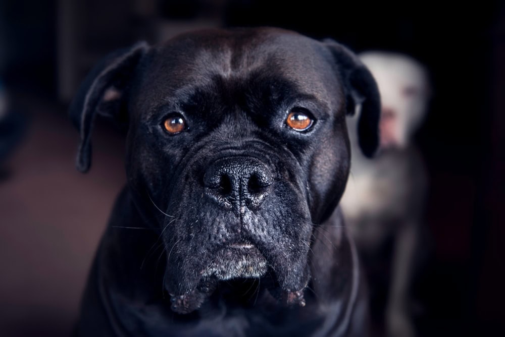 are english mastiffs polite