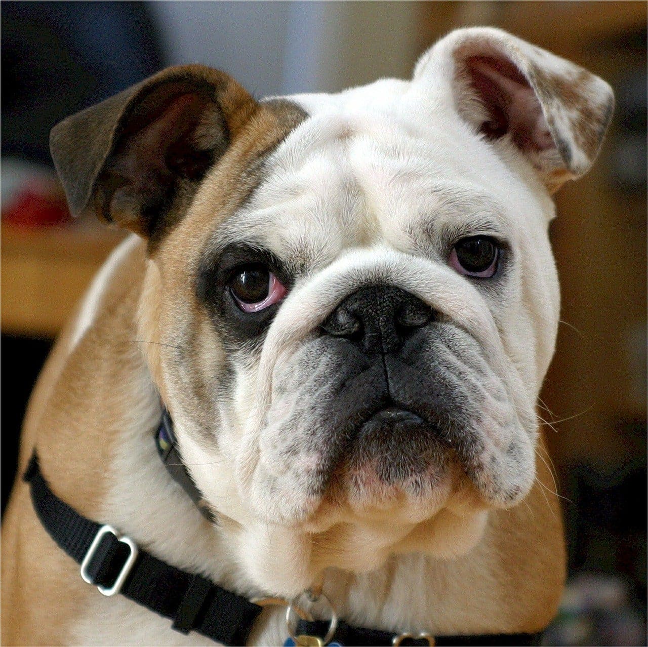 miniature english bulldog