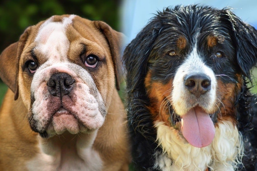 Mountain Bulldog (English Bulldog & Bernese Mountain Mix): Info, Pictures, Characteristics & | Hepper