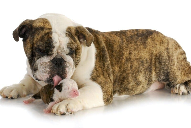 why do mother dogs bite their puppies head