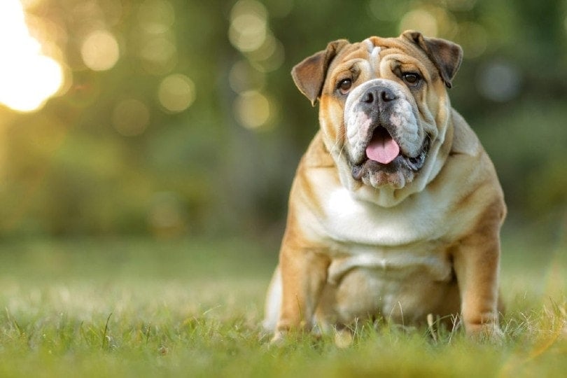 english bulldog_AndreiTobosaru_Shutterstock