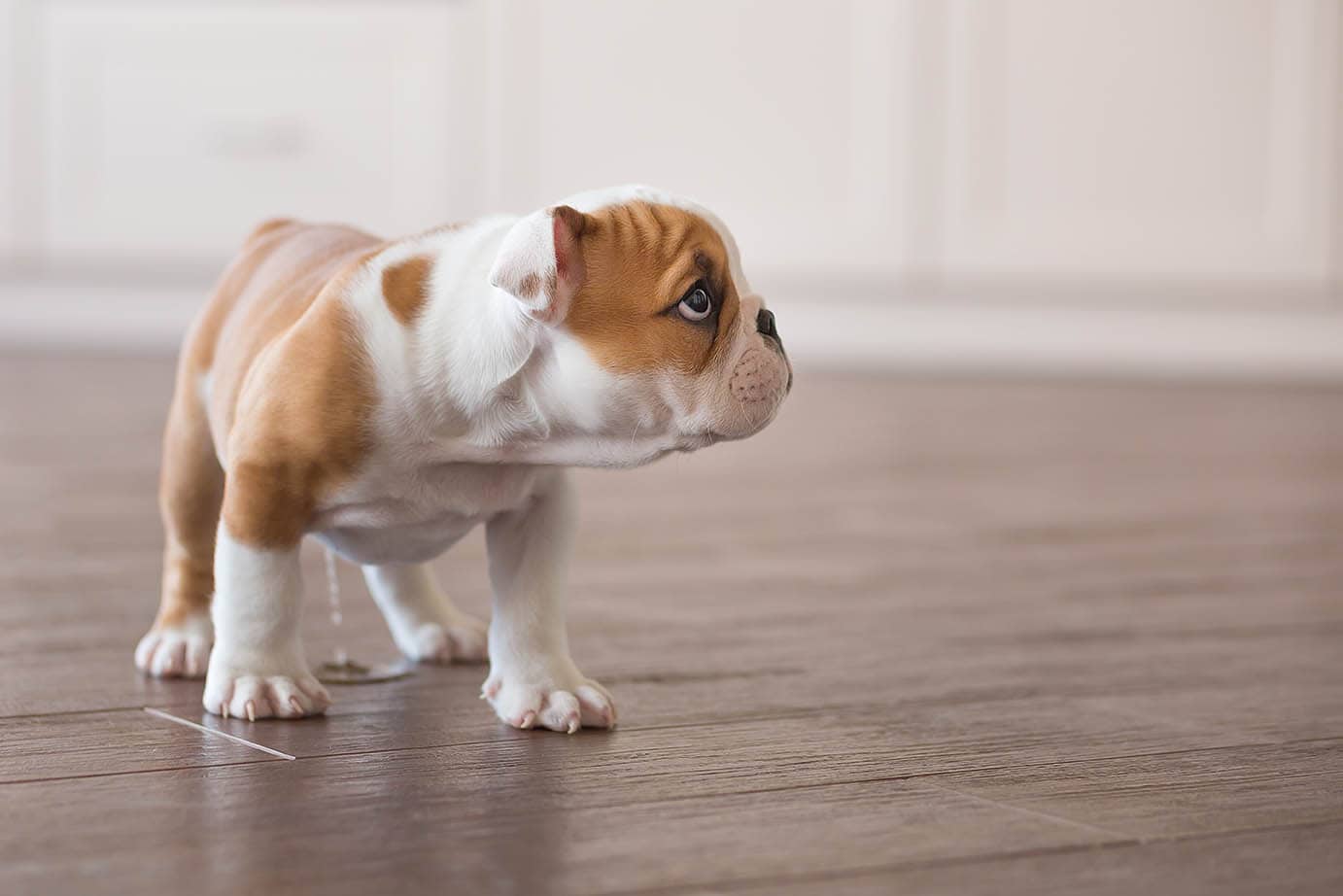 english bully puppy peeing