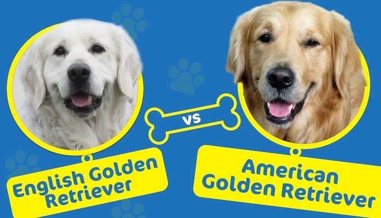 english golden vs american golden