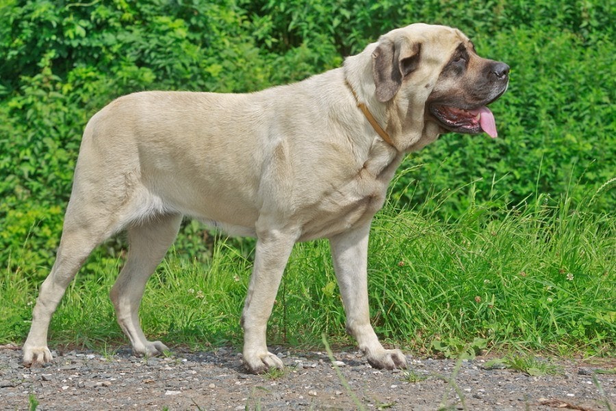 how much do english mastiffs shed