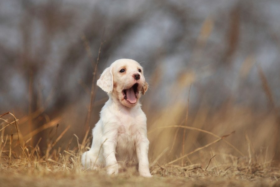 english setter puppies