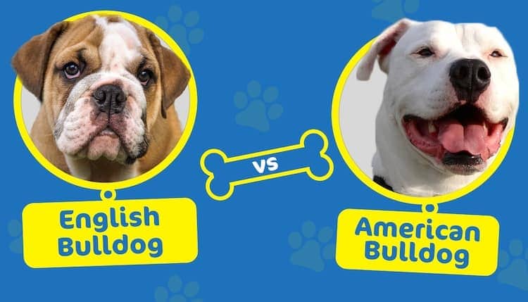 english vs american bulldog
