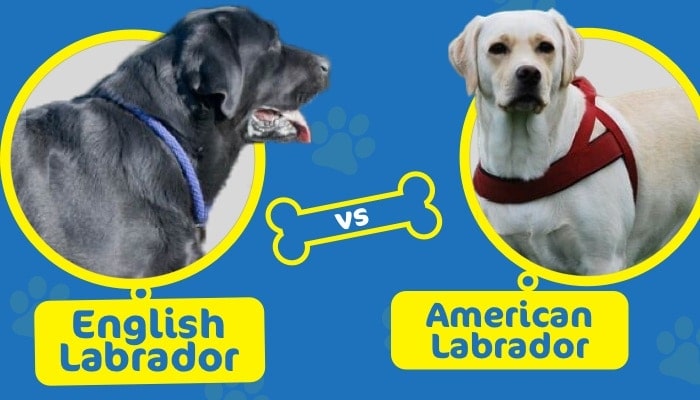 english vs american labrador