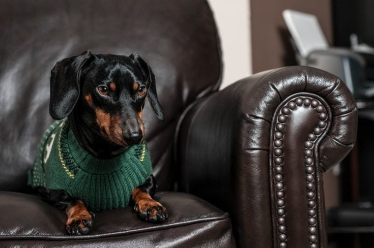 dachshund in the sofa