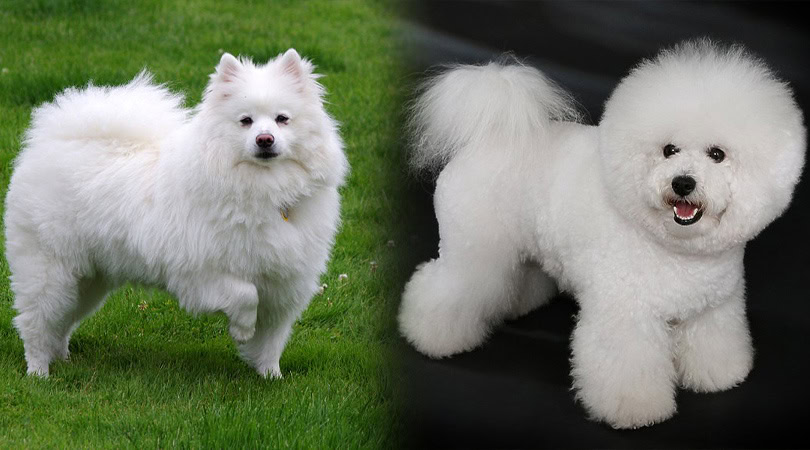 eskimo frise