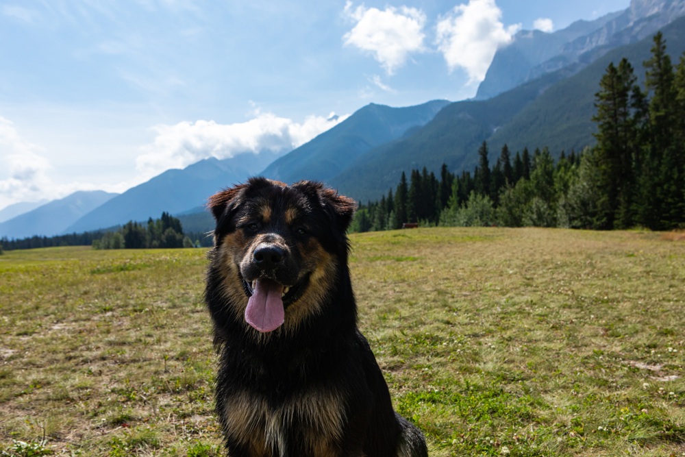 Bernese Mountain Dog & German Shepherd Mix: Info ...
