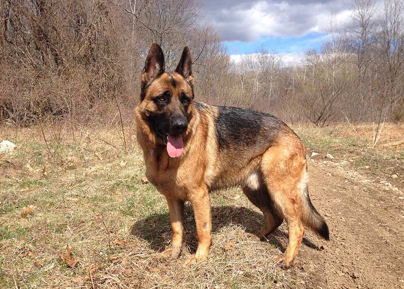 european german shepherd in the forest