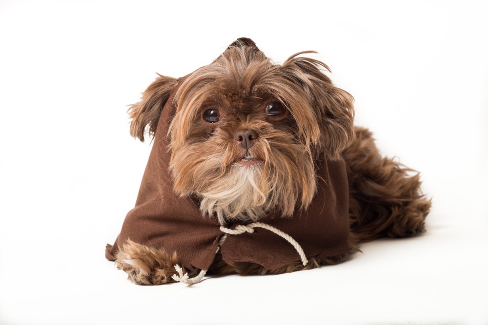 ewokian puppy