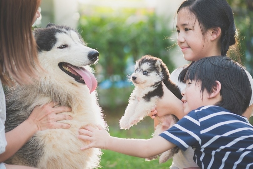 family-playing-with-siberian-husky_ANURAK-PONGPATIMET_shutterstock