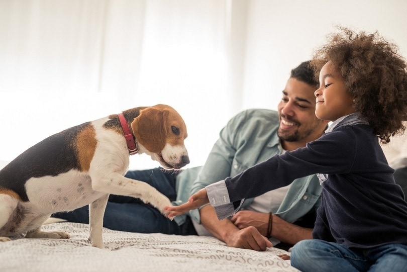 family-with-beagle_bbernard_shutterstock