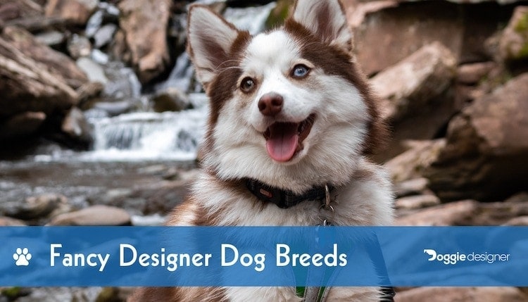 designer breed small