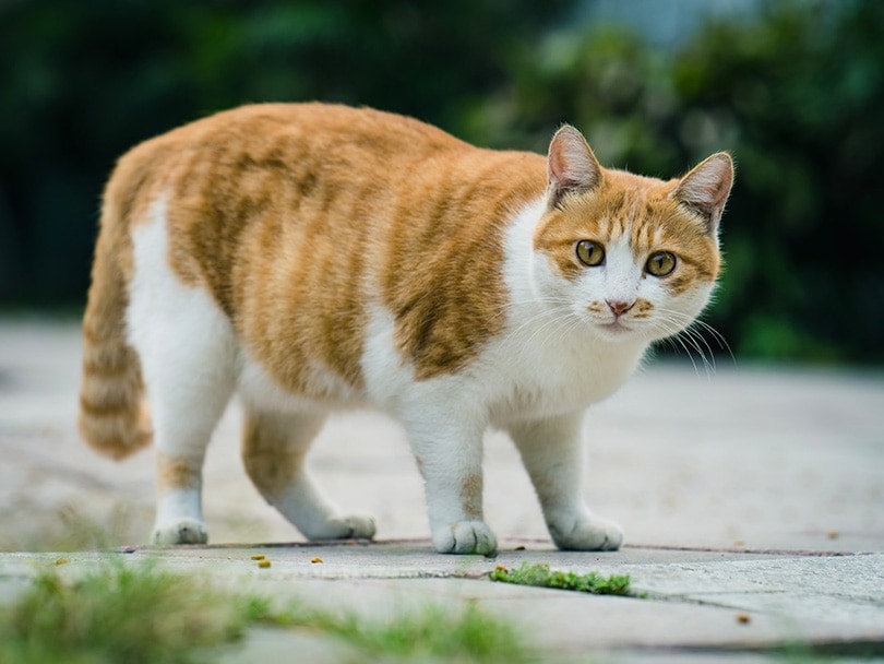 is sausage bad for cats