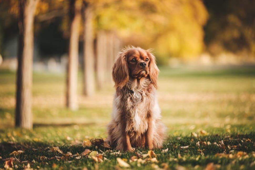 fawn american cocker spaniel