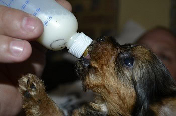 puppy milk