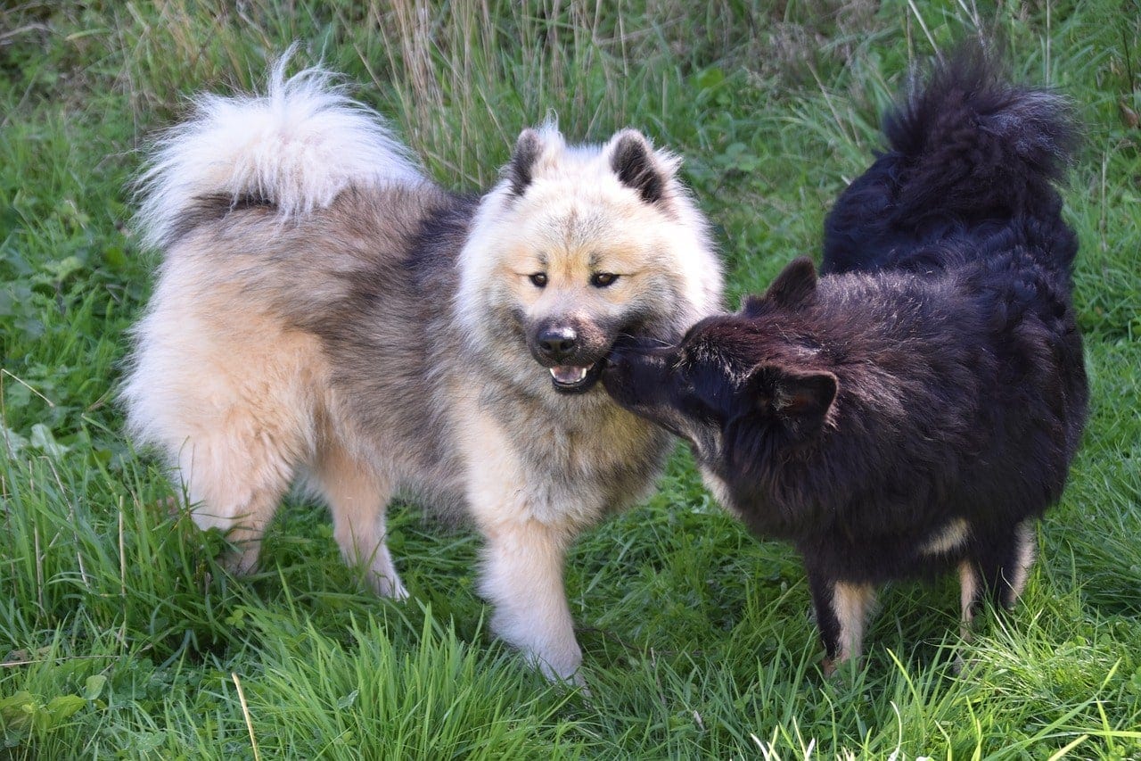 female dog meets a male dog