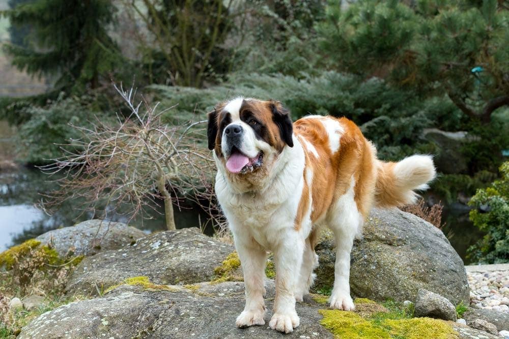 How Big Do St. Bernards Get? Growth & Weight Chart | Hepper