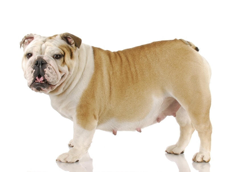 Why Are My Dog's Nipples Enlarged? 4 Possible Reasons | Hepper