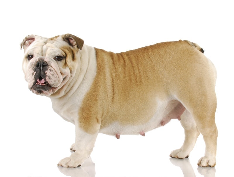 Pregnant English Bulldog white background