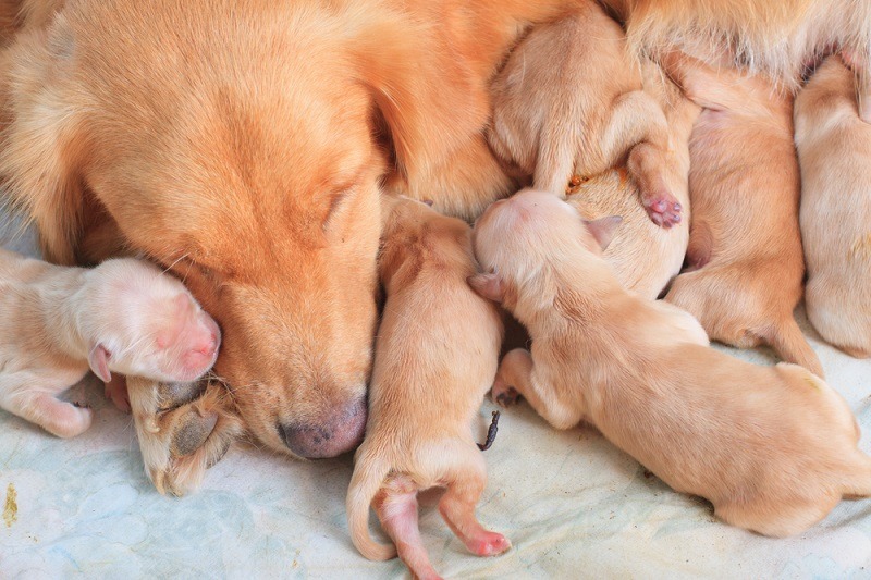 first day of golden retriever puppies and mom_stockphoto mania_shutterstock