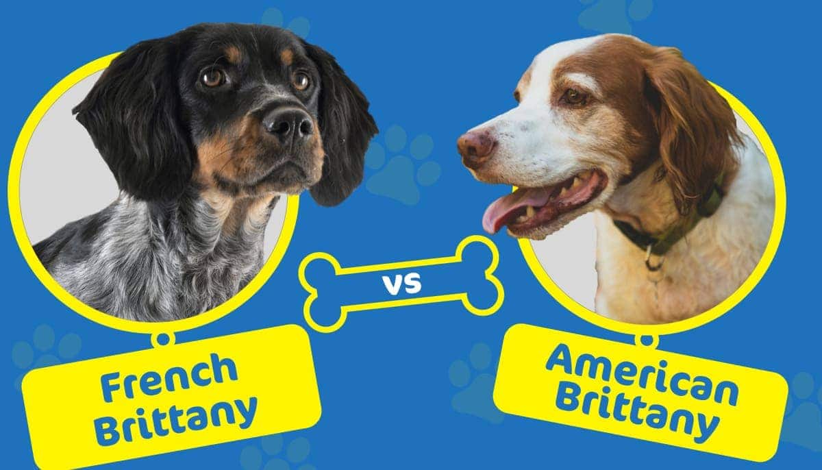 french brittany vs american brittany
