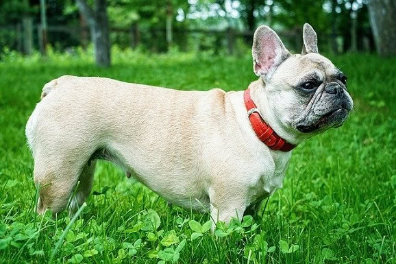 A French Bulldog wearing a dog collar