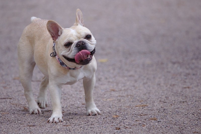 french bulldog