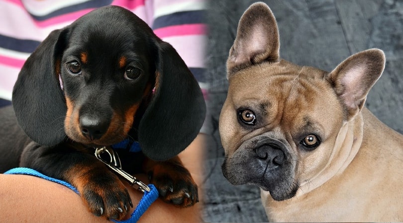 French Bulldog Mix: Breed Info, Pics, Traits |