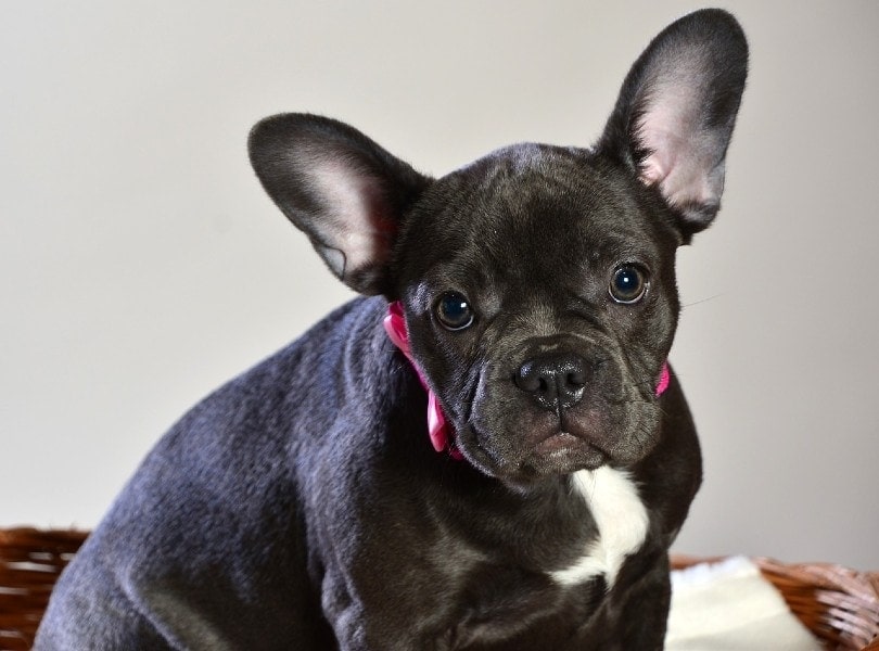 french bulldog face