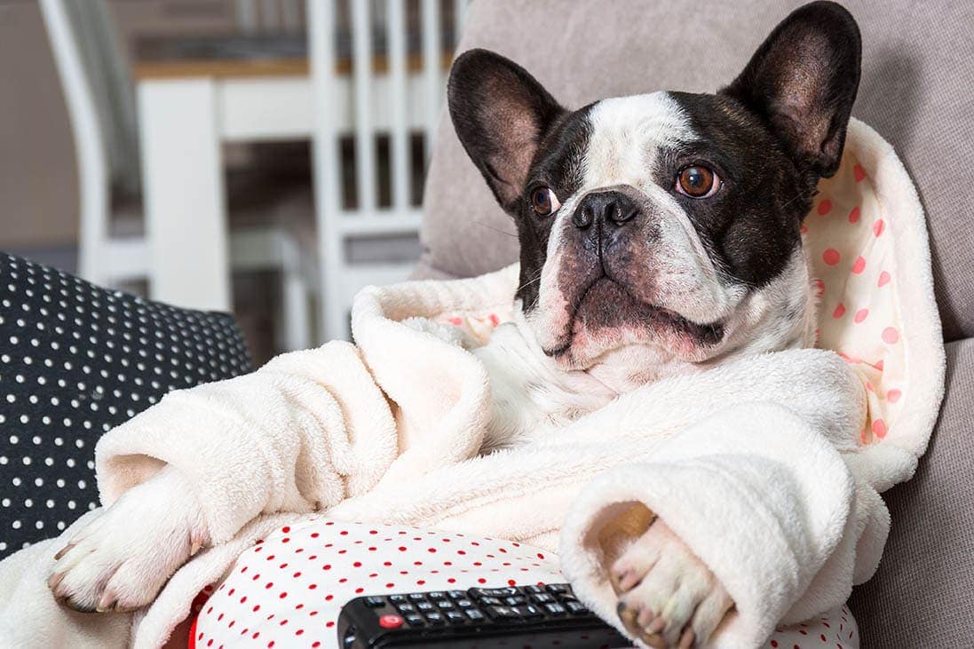 french bulldog holding TV remote